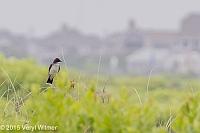 Veryl Witmer, Eastern Kingbird, Fire Island National Seashore, Suffolk County, NY, July 9, 2015