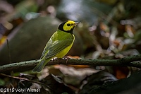 Veryl, Witmer, Hooded Warbler, The Ramble, Central Park, NY, September 15, 2015