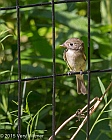 Veryl Witmer, Least Flycatcher, The Ramble, Central Park, NY, August 27, 2015