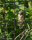 Veryl Witmer, Least Flycatcher, The Ramble, Central Park, NY, August 27, 2015