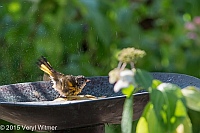 Veryl Witmer, American Redstart, Fire Island