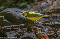 Veryl Witmer, Hooded Warbler, The Ramble, Central Park, NY, September 15, 2015