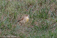 Veryl Witmer, Dickcissel, The Ramble, Central Park, NY, September 29, 2015