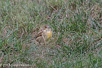 Veryl Witmer, Dickcissel, The Ramble, Central Park, NY, September 29, 2015