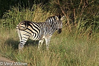 Burchell's Zebra, Kruger National Park, Mpumalanga, South Africa