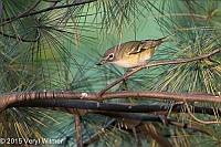 Veryl Witmer, Blue-headed Vireo, Central Park, NY, October 7, 2015