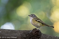 Veryl Witmer, Blue-headed Vireo, Central Park, NY, October 7, 2015