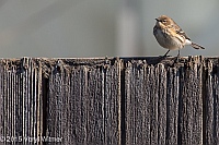 Veryl Witmer, Yellow-rumped Warbler, Fire Island, Suffolk County, NY, October 17, 2015