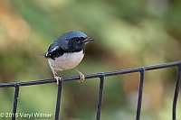 Veryl Witmer, Black-throated Blue Warbler, Central Park, NY, October 21, 2015