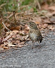 Veryl Witmer, Lincoln's Sparrow, The Ramble, Central Park, NY, October 21, 2015