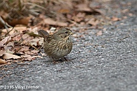 Veryl Witmer, Lincoln's Sparrow, The Ramble, Central Park, NY, October 21, 2015