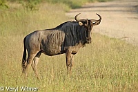 Blue Wildebeest, Kruger National Park, Mpumalanga, South Africa