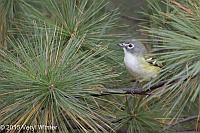 Veryl Witmer, Blue-headed Vireo, Central Park, NY, October 7, 2015