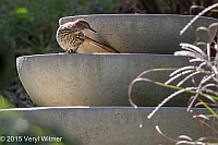 Veryl Witmer, Brown Thrasher, Fire Island, Suffolk County, NY, October 17, 2015