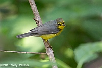 Veryl Witmer, Canada Warbler, The Ramble, Central Park, NY, August 26, 2015