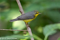 Veryl Witmer, Canada Warbler, The Ramble, Central Park, NY, August 26, 2015