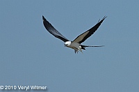 Veryl Witmer, Swallow-tailed Kite, Everglades National Park, FL, March 24, 2010