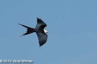 Veryl Witmer, Swallow-tailed Kite, Everglades National Park, FL, March 24, 2010