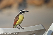 Veryl Witmer, Great Kiskadee, Puerto Vallarta, Mexico, December 27, 2010
