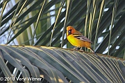 Veryl Witmer, Streak-backed Oriole, Puerto Vallarta, Mexico, December 28, 2010