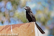 Veryl Witmer, Groove-billed Ani, Puerto Vallarta, Mexico, December 30, 2010