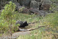Buffalo, Kruger National Park, Mpumalanga, South Africa