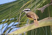 Veryl Witmer, Great Kiskadee, Puerto Vallarta, Mexico