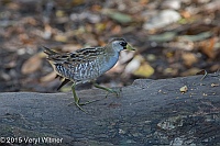 Veryl Witmer, Sora, North Woods, Central Park, NY