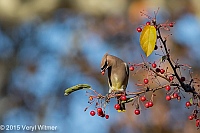 Veryl Witmer, Cedar Waxwing, Central Park, NY
