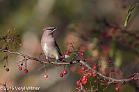 Veryl Witmer, Cedar Waxwing, Central Park, NY