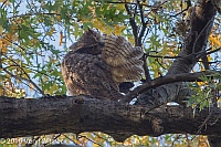 Veryl Witmer, Great Horned Owl, The Ramble, Central Park, NY, November 20, 2015
