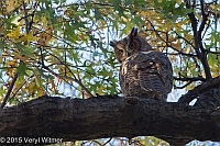 Veryl Witmer, Great Horned Owl, The Ramble, Central Park, NY, November 20, 2015