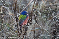Veryl Witmer, Painted Bunting, Prospect Park, Brooklyn, NY