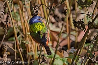 Veryl Witmer, Painted Bunting, Prospect Park, Brooklyn, NY