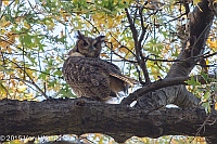 Veryl Witmer, Great Horned Owl, The Ramble, Central Park, NY, November 20, 2015