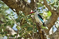 Kruger National Park, Mpumalanga, South Africa, Woodland Kingfisher
