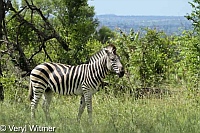 Burchell's Zebra, Kruger National Park, Mpumalanga, South Africa
