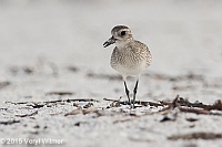 Veryl Witmer, Black-bellied Plover, Lovers Key State Park, FL