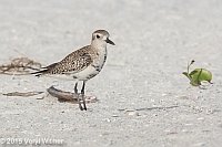 Veryl Witmer, Black-bellied Plover, Tigertail Beach, Marco Island, FL