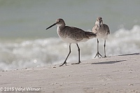Veryl Witmer, Willet, Lovers Key State Park, FL