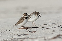 Veryl Witmer, Wilson's Plover, Lovers Key State Park, F