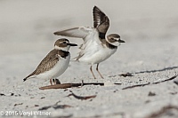 Veryl Witmer, Wilson's Plover, Lovers Key State Park, FL, December 23, 2015