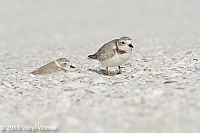 Veryl Witmer, Piping Plover, Tigertail Beach, Marco Island, FL ,December 24, 2015