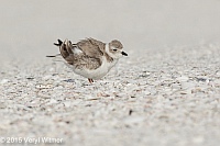 Veryl Witmer, Piping Plover, Tigertail Beach, Marco Island, FL, December 24, 2015