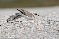 Veryl Witmer, Snowy Plover, Tigertail Beach, Marco Island, FL