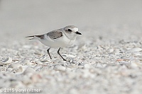 Veryl Witmer, Snowy Plover, Tigertail Beach, Marco Island, FL, December 24, 2015