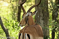 Impala, Kruger National Park, Mpumalanga, Red-billed Oxpecker, South Africa