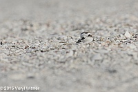 Veryl Witmer, Snowy Plover, Tigertail Beach, Marco Island, FL, December 24, 2015