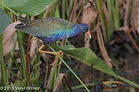 Veryl Witmer, Purple Gallinule, Green Cay Wetlands, Palm Beach Co., FL, December 28, 2015