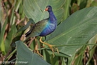 Veryl Witmer, Purple Gallinule, Green Cay Wetlands, Palm Beach Co., FL, December 28, 2015